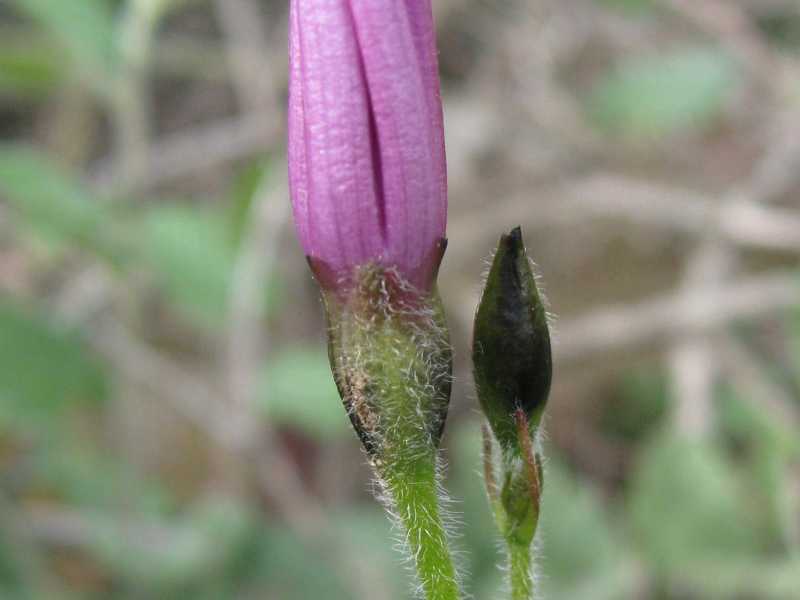 Convolvulus althaeoides / Vilucchio rosso